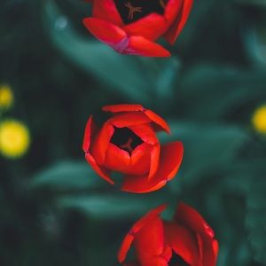 Meet your Posher, Savannah